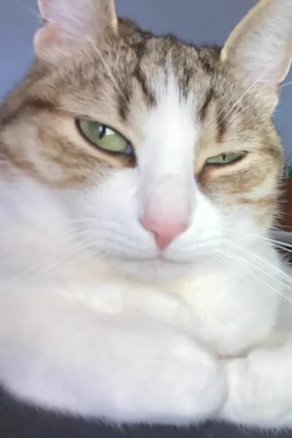 Pepita the cat looking like she's giving the side-eye
