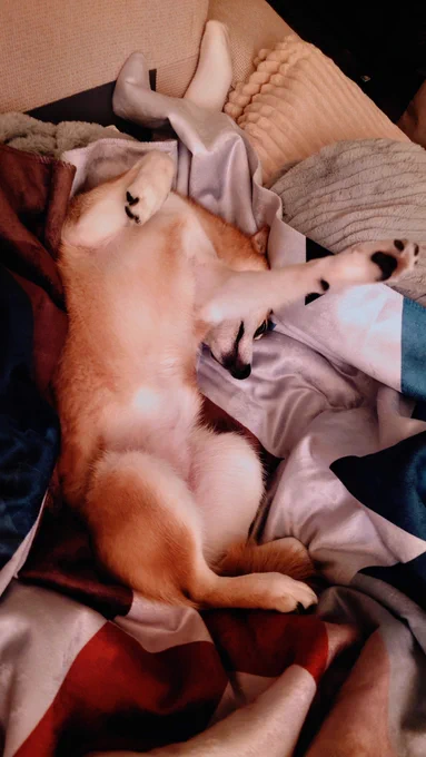 Aya the dog lying on her back among cozy blankets