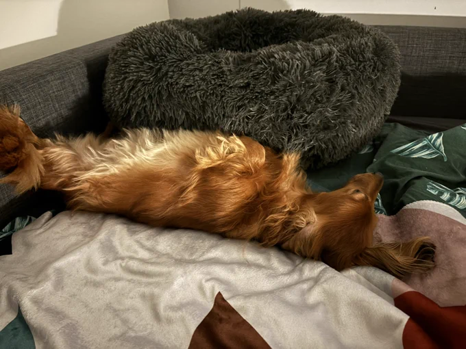 Nio the Daschund lying on the couch