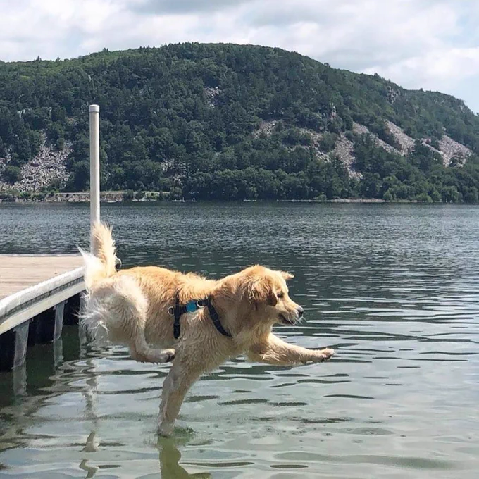 a golden retriever bravely strides off a wooden deck into a lake. the dog’s in profile, facing the right side of the frame, and wearing a black harness. he has a look of deep concentration on his face, one front paw planted on the surface of the water, and his other front paw and back legs hiked up so it looks like he’s levitating slightly.