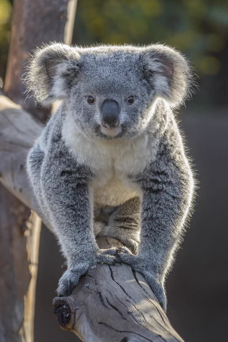 A koala facing head-on with the camera while climbing a tree limb.