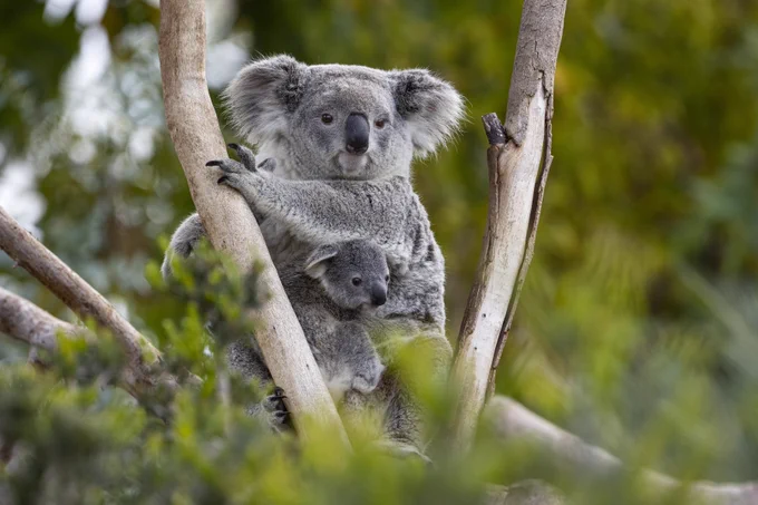 A female koala in the crook of a tree along with her joey looking towards the right.