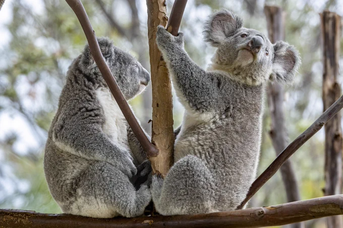 Two koalas sitting down in the crook of a tree on either side of the trunk, with their bodies facing one another.