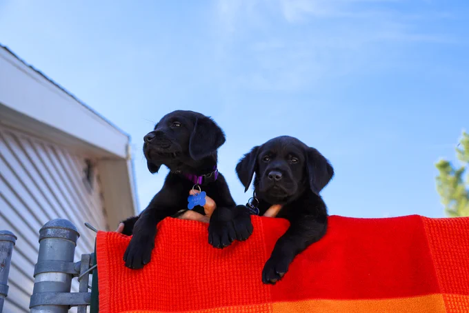 In this photo, someone holds two  black Lab puppies over a fence.