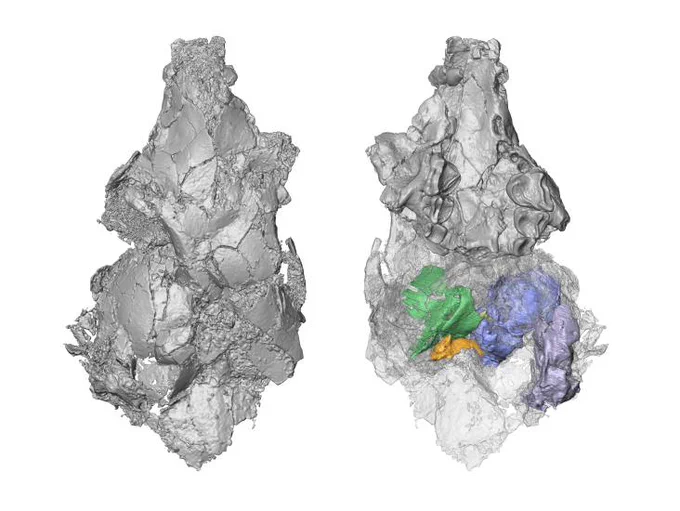 Three-dimensional model of the only known picrodontid skull in top (left) and bottom (right) views. CT scan technology revealed previously unknown bones of the skull (colored on the right) that helped demonstrate that picrodontids are not primates as previously believed. 