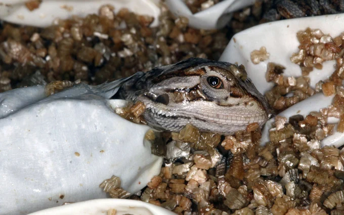 A central bearded dragon lizard (Pogona vitticeps) hatching of an egg. Image: Raul E. Diaz, Jr.