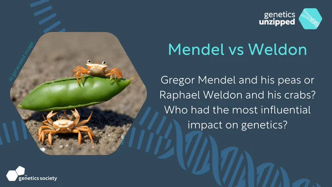 Image: Crabs & peas (AI generated image). Text: Mendel vs Weldon. Gregor Mendel and his peas or Raphael Weldon and his crabs? Who had the most influential impact on genetics?