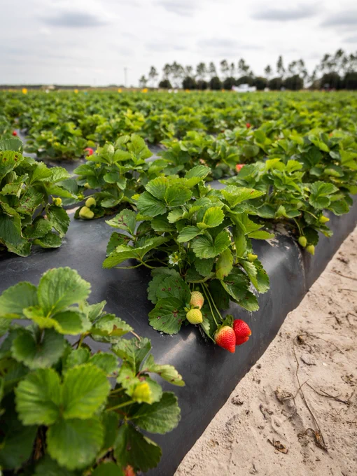 Strawberry field. The strawberries are being grown on black plastic.