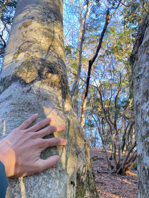 Beech trees and my Left hand. The time is 4p.m JST at 5 Jan 2024.