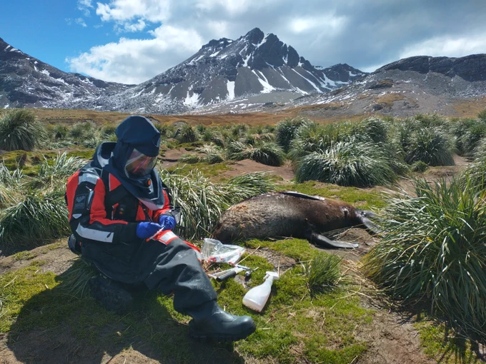Dr Marco Falchieri from APHA's Influenza and Avian Virology team sampling a seal on the sub-Antarctic island of South Georgia
