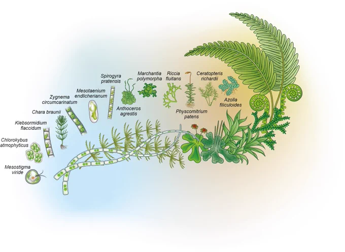 image by Debbie Maizels @diatomdeb giving an overview of the model organisms being researched at MAdLand, Thanks to Debbie Maizels/Zoobotanica Scientific Illustration: https://scientific-art.com/