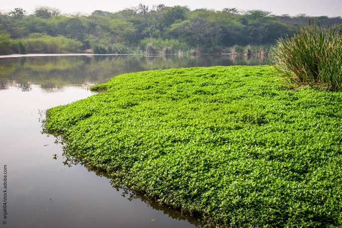 Dirty untreated wastewater collected in natural pond through drains of urban areas in Delhi, India.