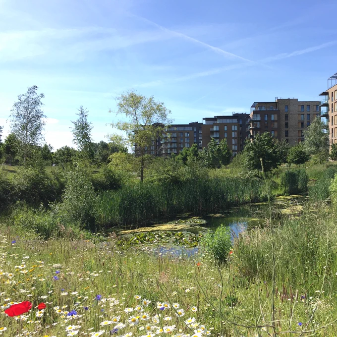 wildflowers in foreground and pond and buildings in background