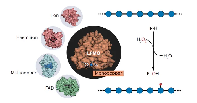 Graphical abstract: Lytic polysaccharide monooxygenases (LPMOs) can use H2O2 for C-H oxygenation but there is much to discover about these enzymes and their reactivity