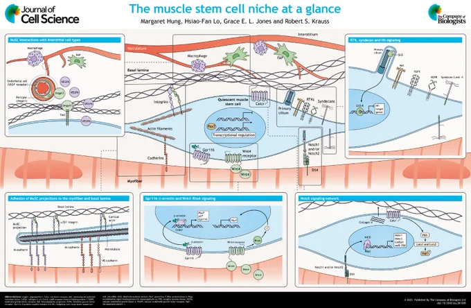 JCS poster on 'The muscle stem cell niche at a glance' by Margaret Hung, Hsiao-Fan Lo, Grace E. L. Jones and Robert S. Krauss. The signalling pathways drawn on the poster are described in the accompanying article.
