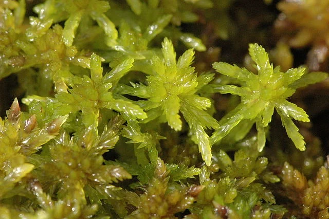 By James Lindsey at Ecology of Commanster, CC BY-SA 3.0, https://commons.wikimedia.org/w/index.php?curid=1718182