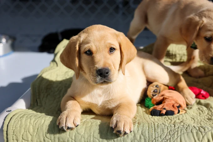 In this photo, a yellow Lab puppy lies down on a bed and looks at the camera.