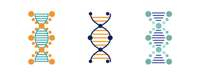 Three illustrations of DNA helices. The first is green and orange, the second is orange and blue, and the third is green and blue.  