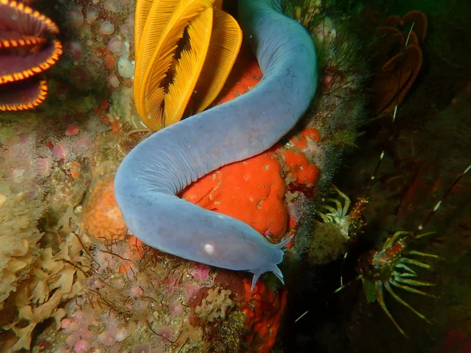 Sixgill Hagfish (Eptatretus hexatrema), Peter Southwood, https://en.wikipedia.org/wiki/Hagfish#/media/File:Eptatretus_hexatrema_15727711.jpg