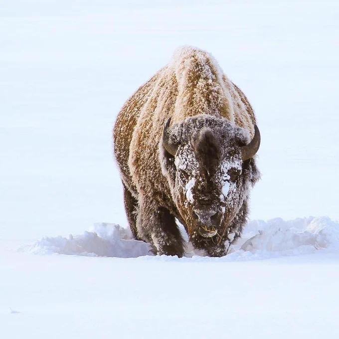 A bison walking through heavy snow at Yellowstone.