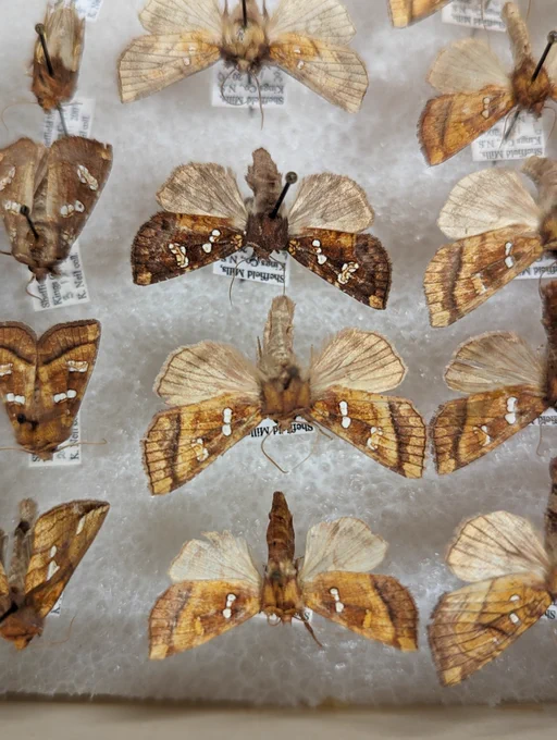 a variety of pinned moth specimens. 