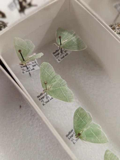 a variety of pinned moth specimens. 