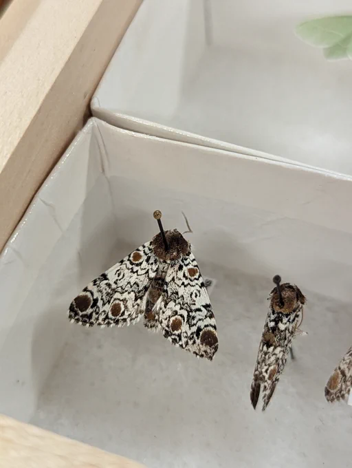 close up of pinned white moths. 