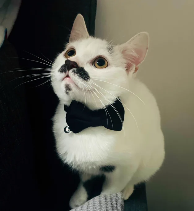 A tiny white kitten with a black moustache looks to the top right corner of the photo, showing off his black bow tie collar and bell