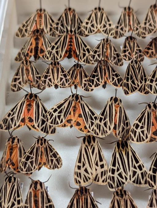 close up of pinned tiger moths.