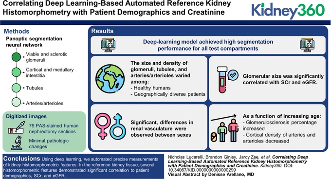 Visual Abstract for the article titled "Correlating Deep Learning-Based Automated Reference Kidney Histomorphometry with Patient Demographics and Creatinine"