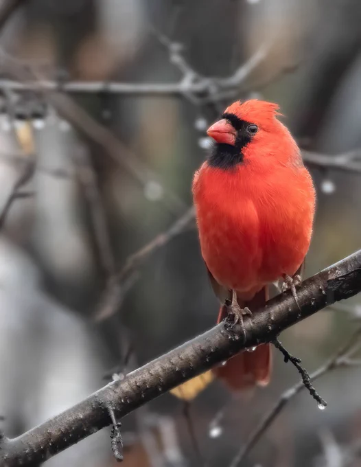 Against the backdrop of a muted, overcast sky, avibrant red plumage of the male Northern Cardinal perched on a tree branch emerges like a living flame, casting a warm and vivid glow on the cool, gray canvas of the weather.