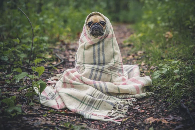 COOL DOG