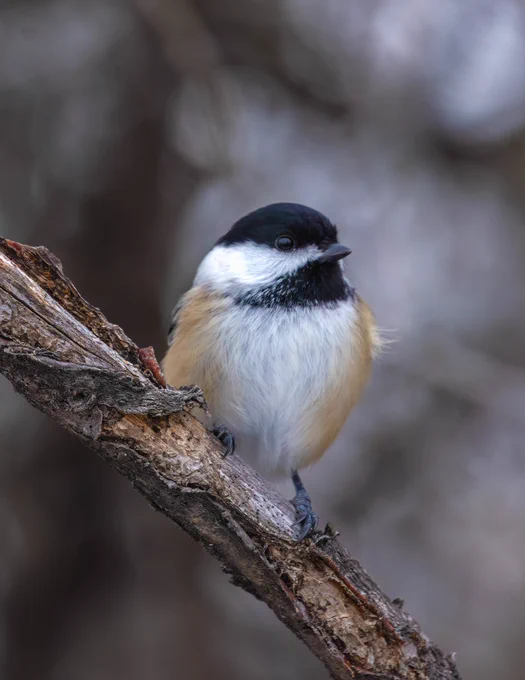 Amidst the muted palette of an overcast sky, a Chickadee perches delicately on a slender branch, its ebony-capped head contrasting with the soft, silver clouds at that time. A tiny harbinger of joy, it exudes a quiet elegance, its cheerful presence adding a subtle splash of warmth to the cool, gray canvas of the day.