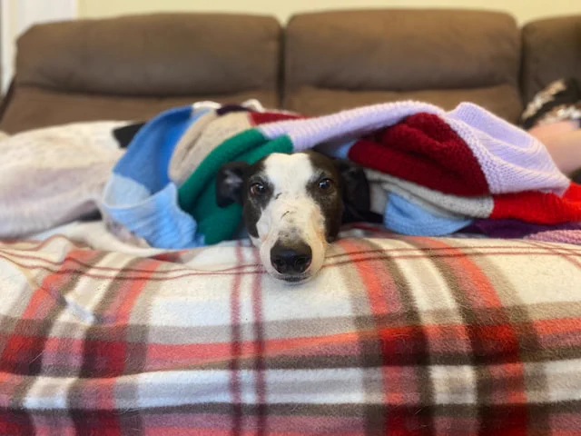 Dog in a blanket 