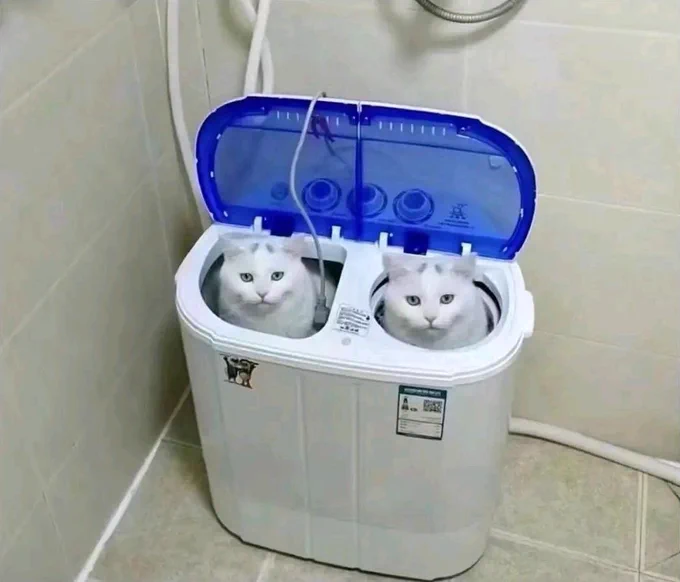 two white cats sitting in a trash can, each with their own hole. it looks like an airpods case with airpods in it.