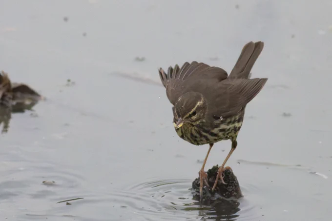 Northern Waterthrush