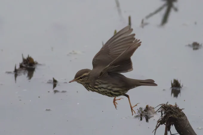 Northern Waterthrush