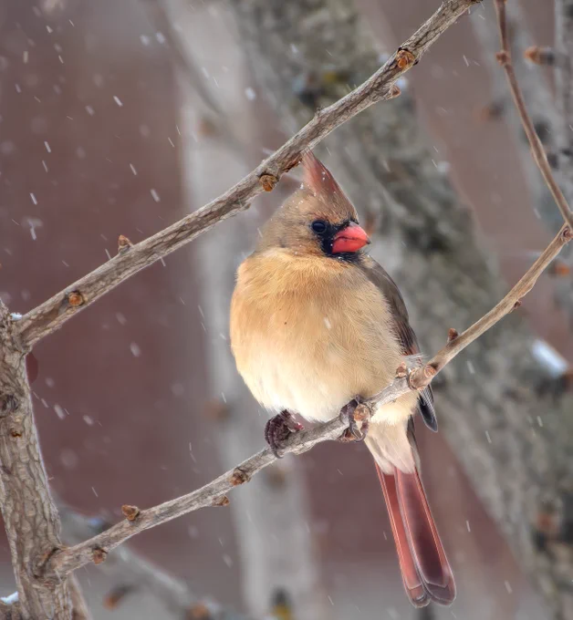Amidst the gentle dance of snowflakes, a female northern cardinal perches gracefully within the intricate embrace of my ginkgo tree's branches, her scarlet plumage a vivid contrast to the serene winter landscape, painting a scene of timeless elegance and natural beauty. The soft flakes, like nature's delicate confetti, frame her with a quiet enchantment, transforming the simple moment into a captivating tableau of winter's poetry.