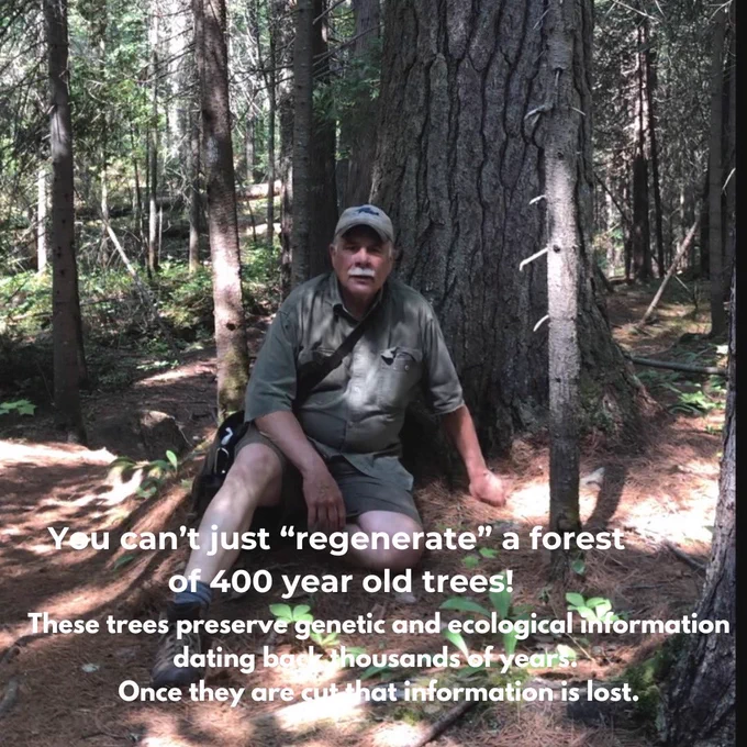 You can’t just “regenerate” a forest of 400 year old trees! These trees preserve genetic and ecological information dating back thousands of years. Once they are cut all that information is lost.