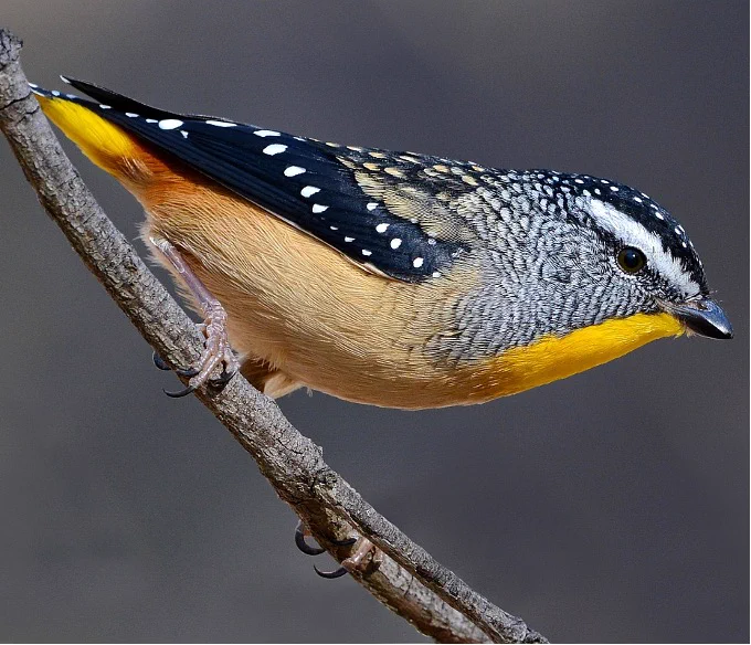 Spotted pardalote