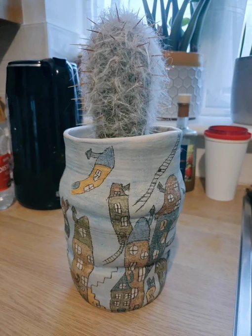 A cactus coated with modified spines resembling grey hair, hence the  common name old man's cactus.