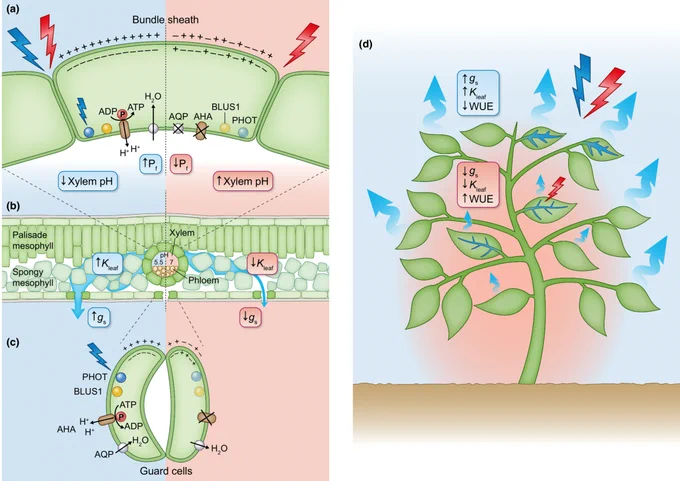 Influence of light on plant ionic-osmo-hydraulic properties and water homeostasis.
