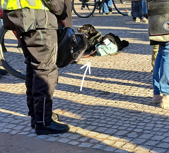 Ein schwarzer Hund liegt bei einer Demo entspannt auf dem Boden