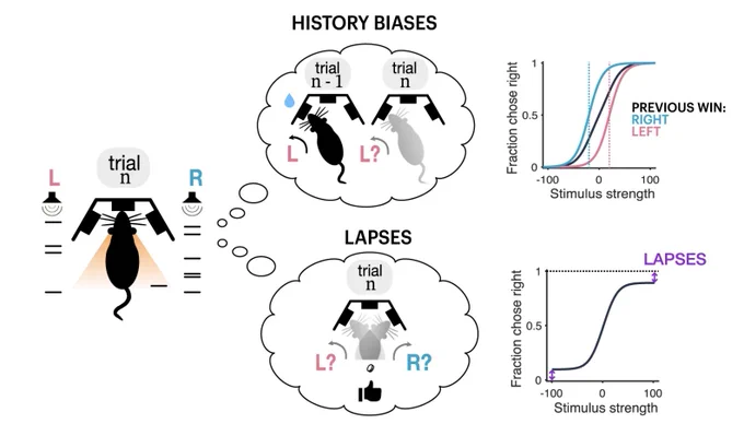 A scientific figure illustrating trial history biases and lapses in rodent decisions-making.