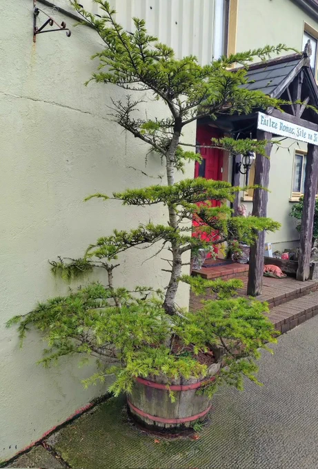 An elegant 15ft mature conifer happily growing in an old whiskey barrel positioned on a pathway. The barrel's steel rim holding the barrel in place is painted red matching the colour of a front door in the foreground.