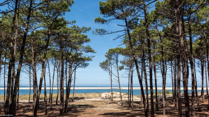 Pins landais au bord d’un chemin qui mène à l’océan.
