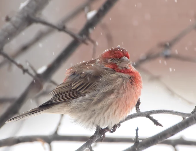 A male House Finch stands adorned in a coat of vibrant feathers, his form magnificently puffed to brave the biting cold. Delicate snowflakes dance upon his head like crystalline crowns, creating a picturesque scene as his closed eyes capture the serenity of a world draped in the hush of a snowy wonderland.