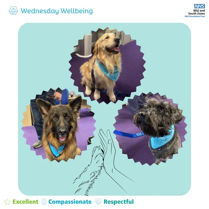 Graphic with photos of Therapy Dogs Gus, Hunter and Bobby above a image of a paw and hand high-fiving