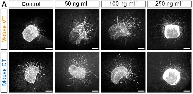 Figure 4A