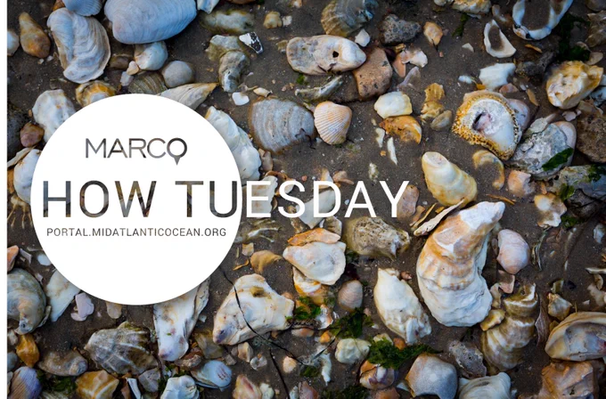 How Tuesday webinar series logo over an image of shells on the shore.